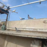 کفتر پرشی عالی|پرنده|کاشان, لتحر|دیوار