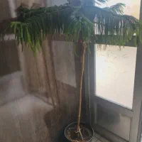 کاج مطبق قیمت ششصدهزارتومان