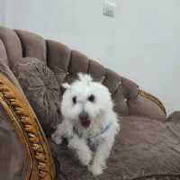 سگ تریرمیکس شناسنامه دارواکسن زده|سگ|ایلام, |دیوار