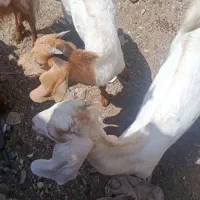 فروش دو عدد کهر