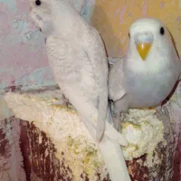 ۴ تا مرغ عشق|پرنده|قم, باغ شازده|دیوار