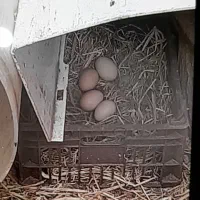 مرغ تخم گذار سالم وسرحال