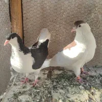 کبوتر پلاس