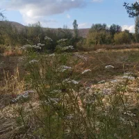 اجاره زمین کشاورزی