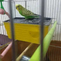 مرغ عشق نر|پرنده|کرمانشاه, |دیوار