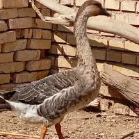 غوغاز