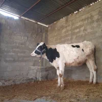 گوساله|حیوانات مزرعه|چگنی, |دیوار