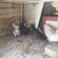 کفتر