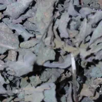 پونه