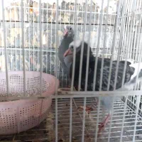 کبوتر جوجه آلمانی پلاکی