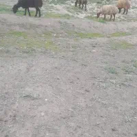 میش لاغر برا جم. ۴ تا