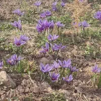 زمین-زعفران