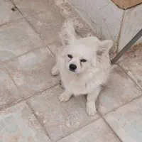 فروش سگ پاکوتاه