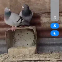 پلاکی درکوار