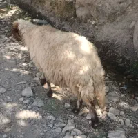 گوسفند آبستن جوان|حیوانات مزرعه|سیوان, |دیوار