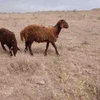 بر نر همو ۷ ماهه گله گرد