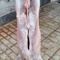 خدمات قصابی مراسمات شما|خدمات پذیرایی، مراسم|نظرآباد, نجم آباد|دیوار