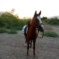 اسب مادیون
