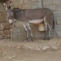 خر نر مادیون رو خوش رنگ متن را بخوانید بعد زنگ بزن|حیوانات مزرعه|لردگان, |دیوار