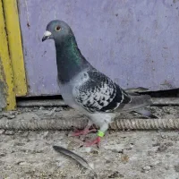 پلاکی نر|پرنده|بوشهر, |دیوار