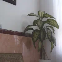 گل دیفن