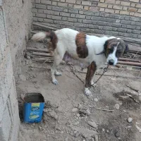 آلابای ماده