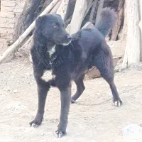 گوسفندی|سگ|فاروج, |دیوار