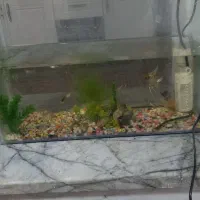 آکواریوم با ماهی