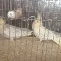 عروس هلندی|پرنده|کرمان, |دیوار