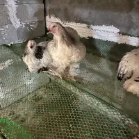 مرغ برهما