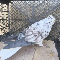 کبوتر پرشی مایه