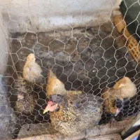 مرغ وخروس