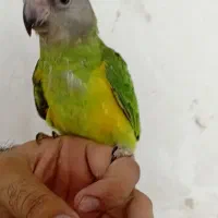 سنگال خورشیدی گرینچیک