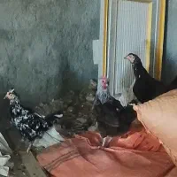 مورغ‌و‌خروس‌شرته‌سالم‌وبدون‌عیب