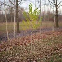 نــهـال پسته پربار انتخاب حرفه‌ای‌برای اقلیم گرم