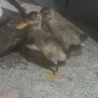 جوجه اردک