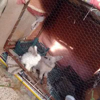 قفس بزرگ آهنی مخصوص خرگوش مرغ مرغابی کبوتر