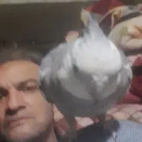 عروس هلندیم گمشده