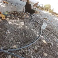 خروس|حیوانات مزرعه|رودان, |دیوار