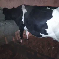 گاو|حیوانات مزرعه|زابل, |دیوار