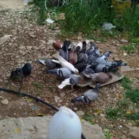 کبوتر پلاکی و قفس بزرگ