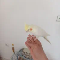 فروش فوری عروس هلندی شاه تخم فول مولد جوان|پرنده|فارسان, |دیوار