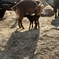 بز وبره|حیوانات مزرعه|اندیمشک, |دیوار