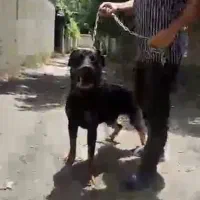 سگ نر