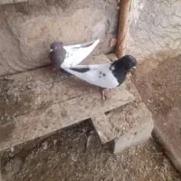 سلام عرض ادب یک جفت سینه‌ای