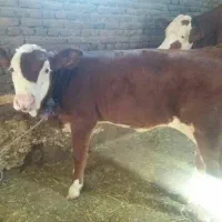 گاو و گوسال