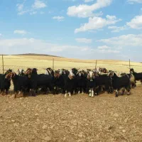 بز داشتی ایل