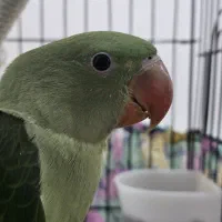 شاه طوطی نر فول رام