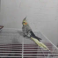 عروس‌هلندی|پرنده|بندر ماهشهر, |دیوار