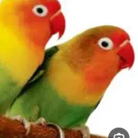 پرنده پاکوتاه گمشده